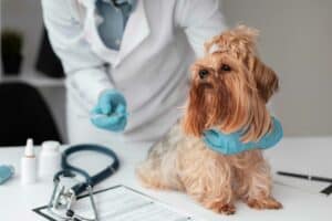 ביטוח בריאות לכלב כן או לא